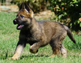 german shepherd puppy for sale